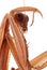Praying mantis head macro