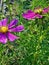 Praying Mantis Hiding by a Cosmo Flower