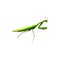 Praying mantis Insect isolated a symbol of green natural extermination with path