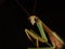 Praying mantis insect portrait, Tenodera male