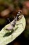 Praying Mantis on a Leaf