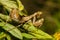 Praying mantis on leaf