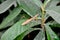 Praying Mantis on a Loquat plant