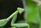 Praying Mantis Macro Closeup Shot  of head, mouth eyes and legs