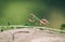 Praying mantis macro portrait on a rock. Hunting animal, waiting for prey