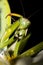 Praying mantis / Mantis religiosa