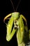 Praying mantis / Mantis religiosa