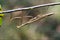 Praying mantis mantodea on a green brown branch