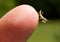 Praying Mantis (Mantodea) Nymph