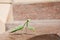 Praying mantis on a marble wall