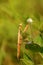 Praying mantis in a meadow