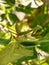 Praying mantis in natural habitat among green leaves