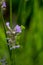 Praying mantis peeking from behind lavender