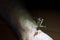 Praying mantis on a person\'s arm