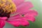 Praying mantis on pink flower