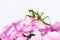 Praying mantis pink flower sideview