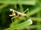 Praying Mantis on plant