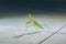 the praying mantis that poses like a model is very cute