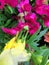 A Praying Mantis posing on colourful flowers