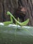 Praying Mantis - posing for photo