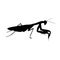 Praying mantis predatory insect vector realistic illustration