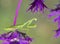 Praying mantis on purple wildflowers