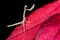 Praying mantis, ranomafana