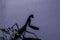 Praying mantis silhouette