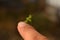 Praying mantis sitting on a finger