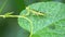 Praying mantis sitting on leaf