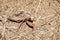 Praying mantis Stagmomantis californica on the ground, California