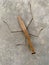 a praying mantis sticks to the wall of the house