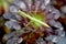 Praying Mantis Tenodera aridifolia sinensis on Aeonium