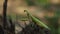 Praying mantis on the tree trunk in forest in HD VIDEO