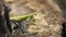 Praying mantis on the tree trunk in forest in HD VIDEO