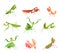 Praying mantis in various poses and colors collection vector flat illustration large predator insect