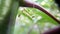 Praying mantis walking on cassava branch