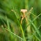 Praying mantis walking in grass