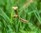 Praying mantis walking in grass