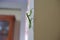 praying mantis on the wall