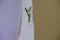 praying mantis on the wall