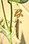 Praying mantis white exoskeleton stagmomantis californica