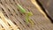 Praying mantis on wicker chair outdoor