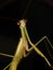 Praying mantis wild brown insect portrait huge