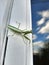 Praying mantis on the window