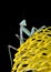 Praying mantis on yellow flower