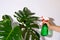 Praying a plant with pure water from a spray bottle. care and watering of a large green monstera by spraying with a green