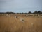 Pre celtic Carnac standing granite stones menhir megalith monolith rock alignment row Brittany France Europe