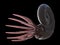 a pre-historic marine creature - ammonite