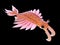 A pre-historic marine creature - anomalocaris